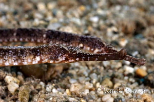 A couple of pipefishes by Vittorio Durante 